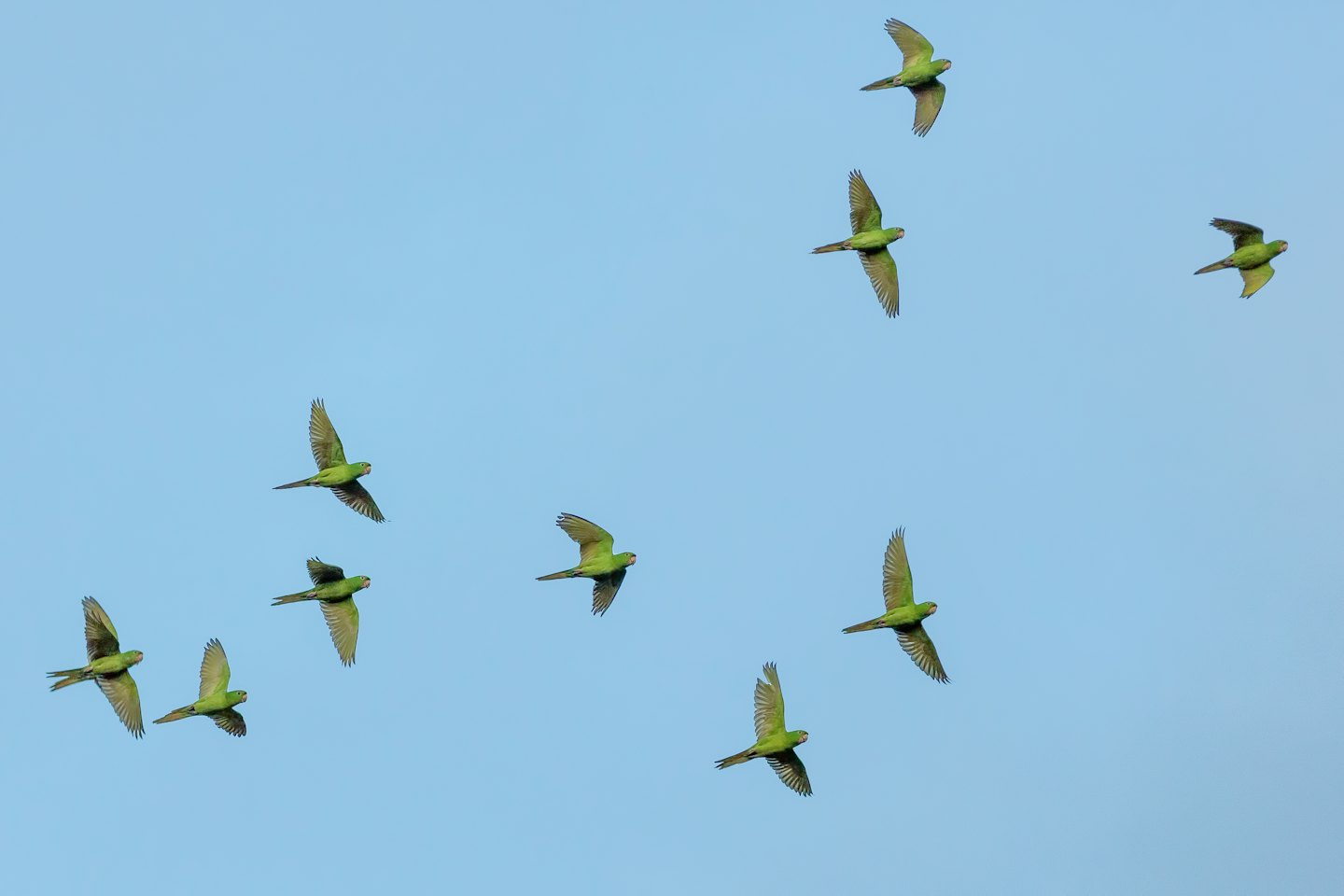 Twelve green parrots fly together in a blue sky.