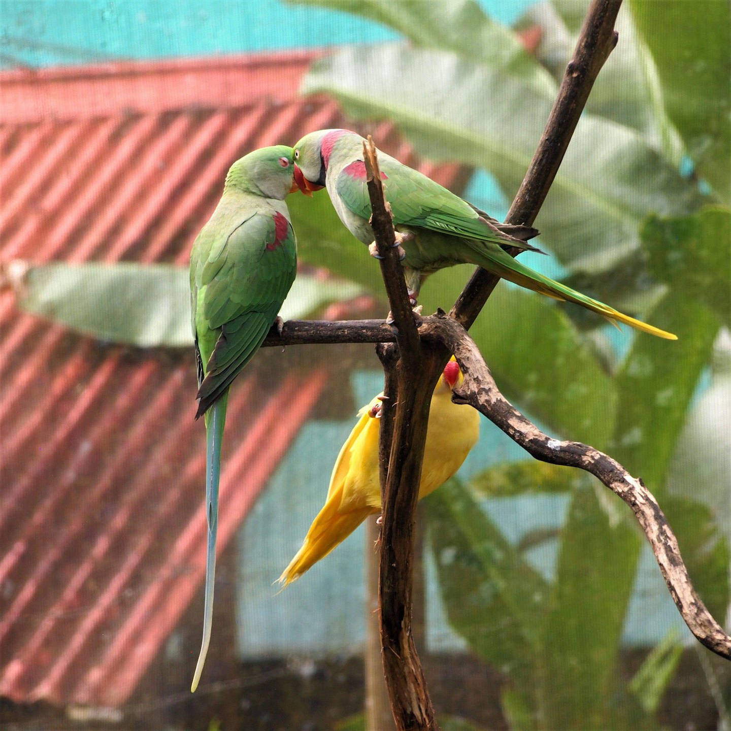 Three colorful parrots perched on a branch in a garden.