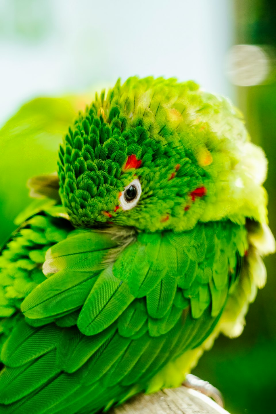 Green parrot resting with its head tucked into feathers.
