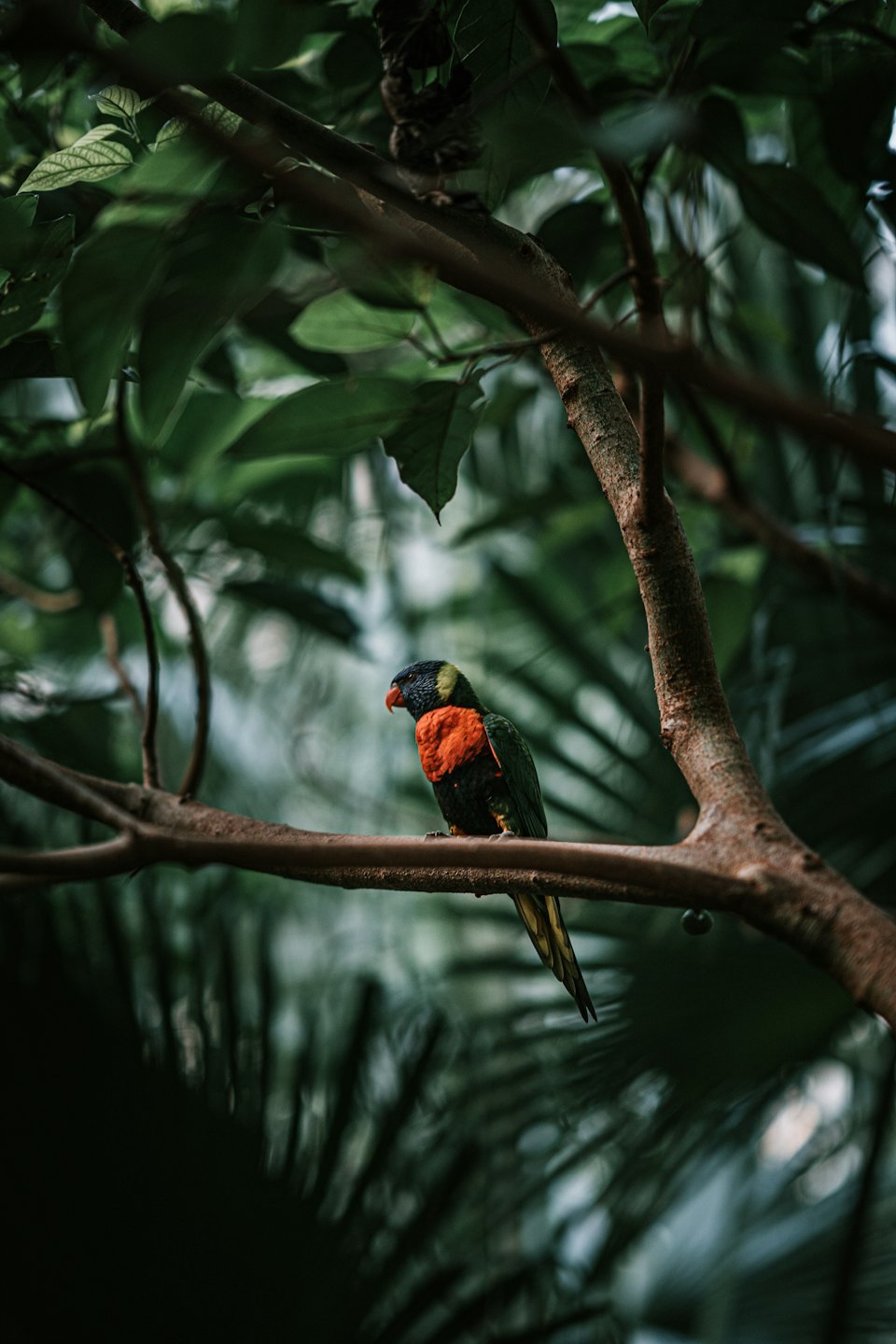 A black-headed parrot with an orange chest perches on a branch.
