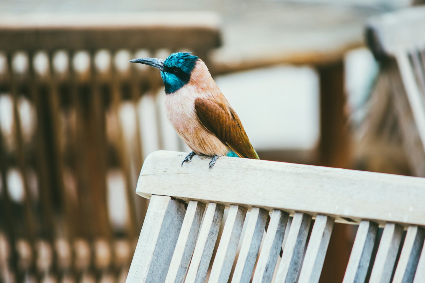 A colorful bird perches on the backrest of an outdoor chair.