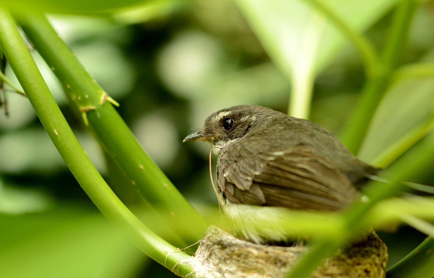 A small bird sits patiently in its cup-shaped nest.