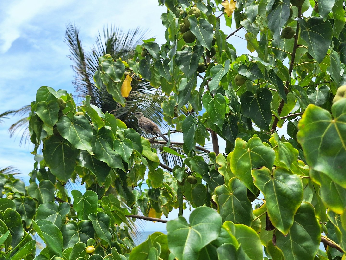 A brown and grey bird perches on a leafy branch.