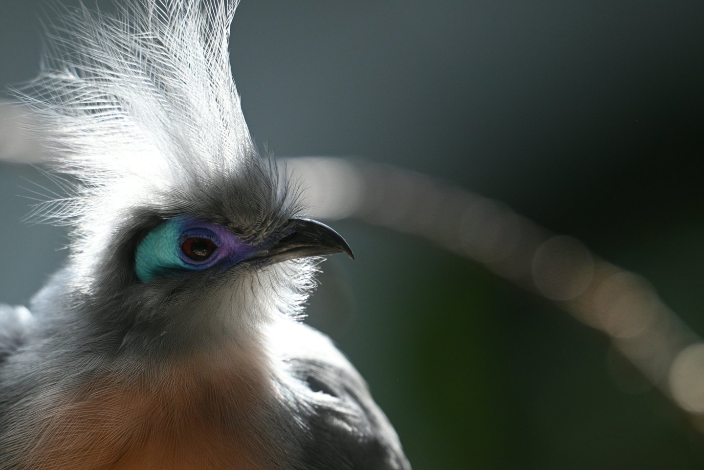 A grey exotic bird with a white feathered crest.