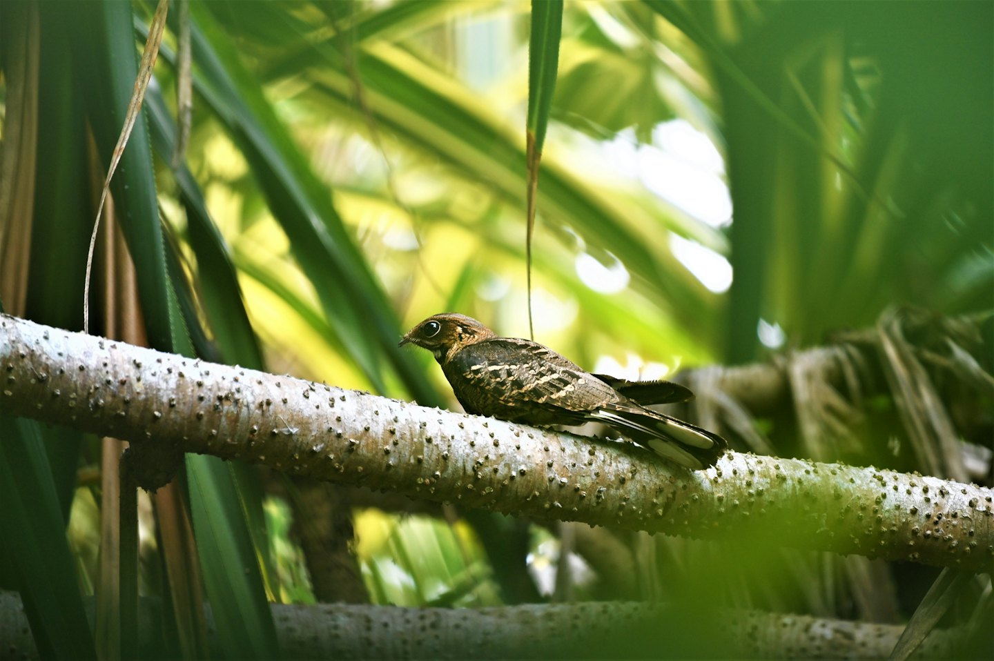 A small mottled brown bird perched on a tree branch.