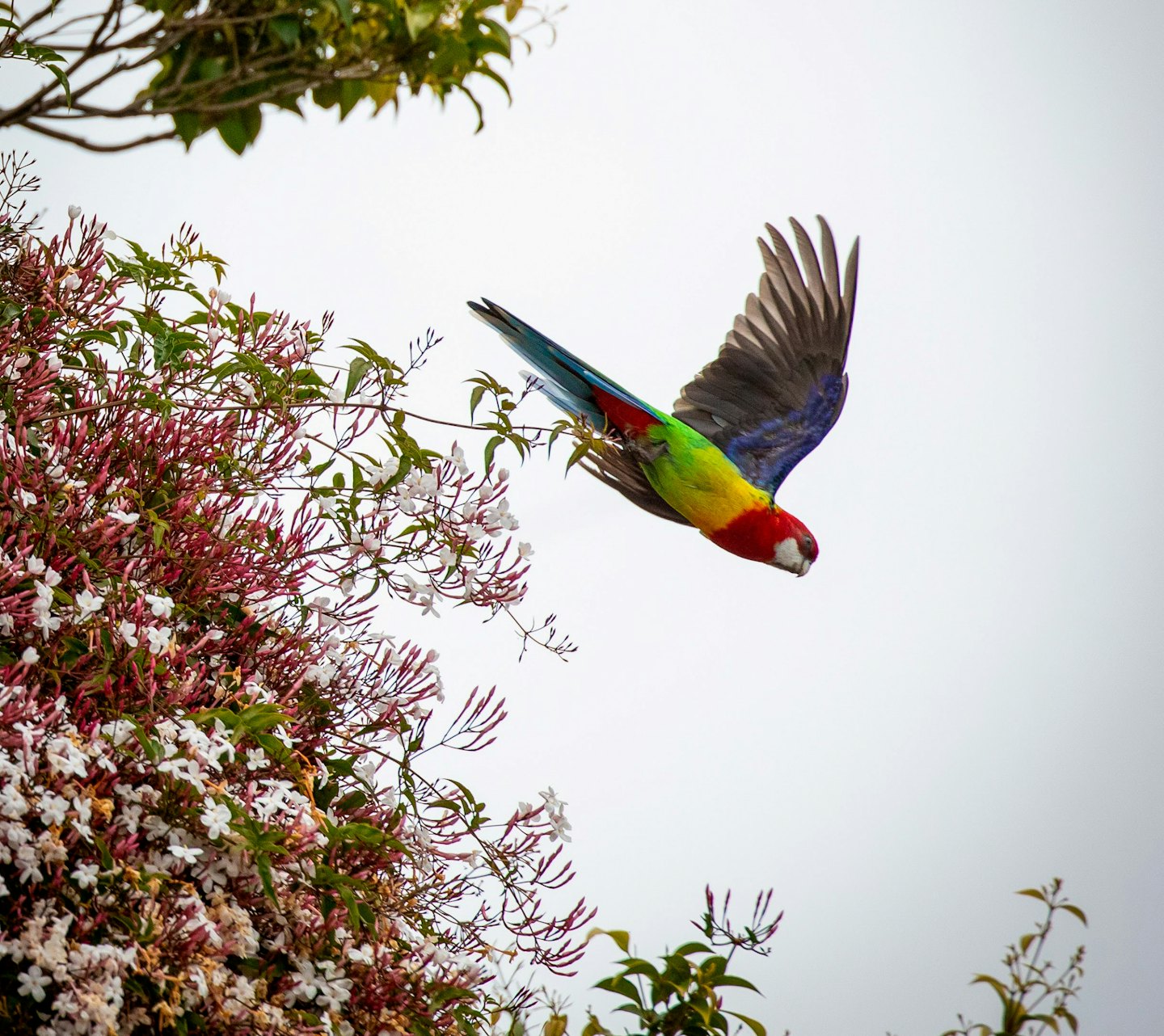 A colorful parrot flies toward a flowering bush.
