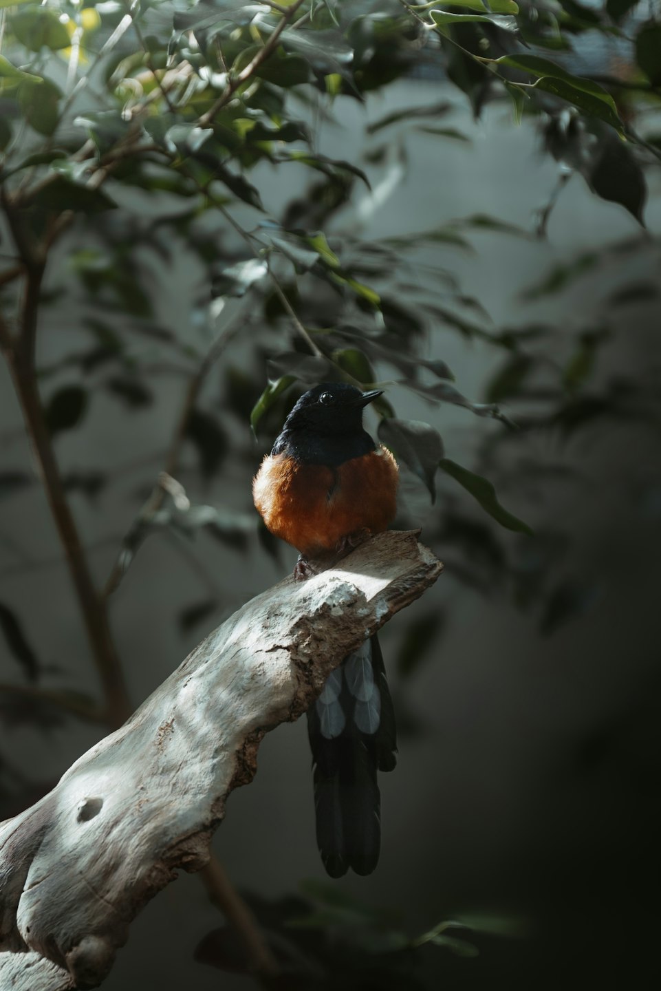 Small bird with black and orange plumage on a wooden branch.