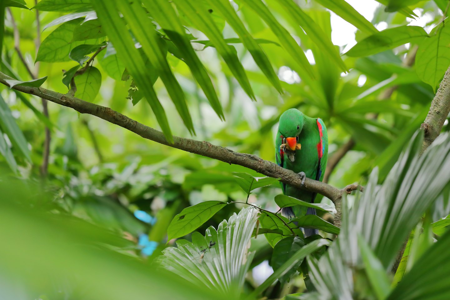 Green parrot with an orange beak eating on a branch.