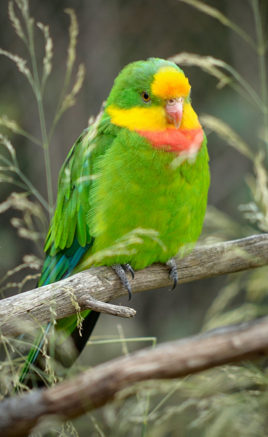 A green, yellow, and orange parrot perches on a wooden branch.