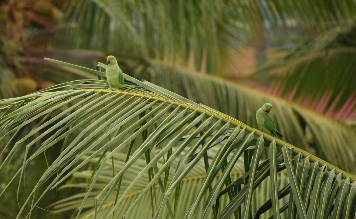 Two green parrots perch on broad, feathery palm fronds.